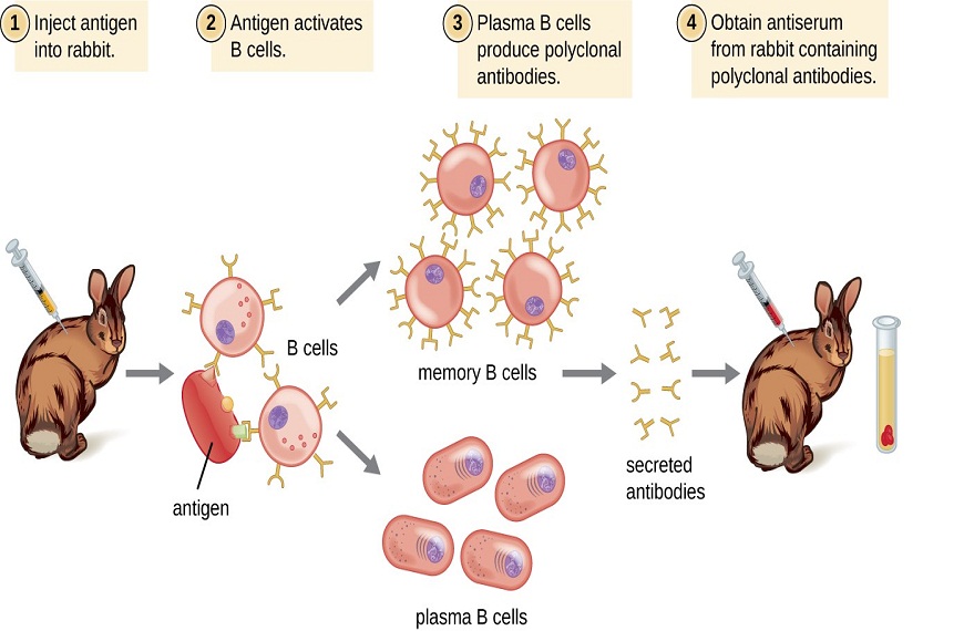 Antibody Production – GK BioScience